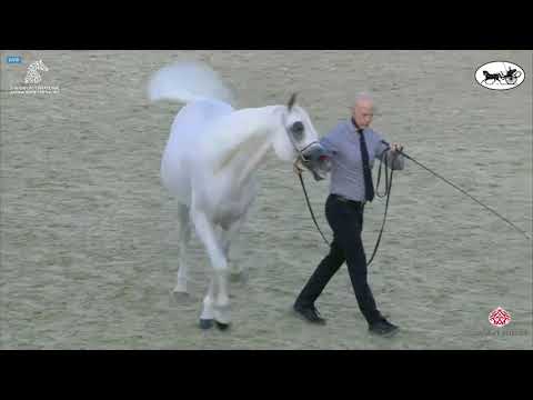 N 278 AJ RADAR   Sharjah International Arabian Horse Festival 2021   Stallions 10+ Years Old Class 1