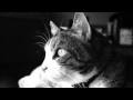 White Noise Cat Purring 8 Hours