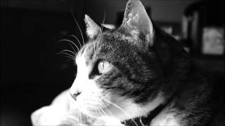 White Noise - Cat Purring (8 Hours)