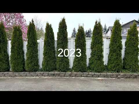 emerald green arborvitae privacy screen .