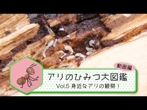 アリの種類:特徴と写真 - 固着性タピノマ