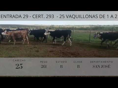 Lote 25 Vaquillonas 1 a 2 años 6HE,  15HExAA,  4HOxNO 261kg -  en San jose camino el coronilla, a 25 de san josé