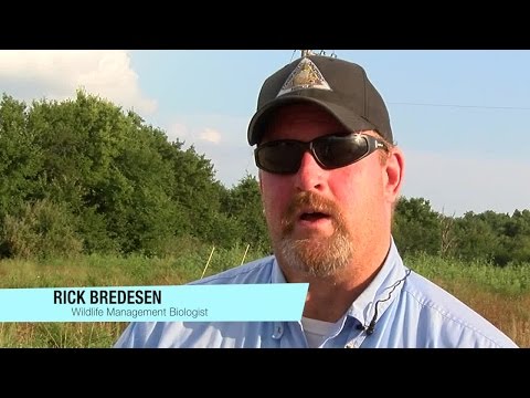 Participants assist MDC in mourning dove banding project