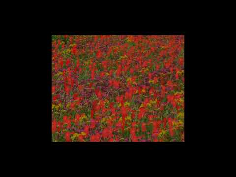 WHERE'S ARE HUSBAND!? #thelunarandearthshow #cultofthelamb #geminiLAES #Lumini