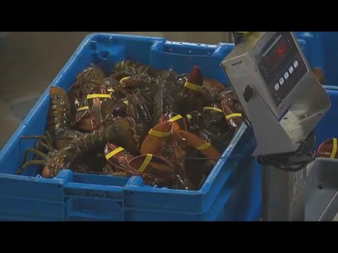 $400K in lobster meat destined for Costco stores in Illinois stolen