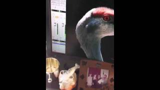 Universe Song by Zookeeper