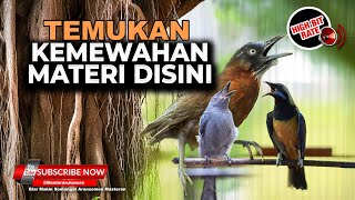 Download lagu 🔴 Live Masteran Variasi Kekinian Materi Roll Speed Tembak Kumplit Cucak Cungkok Super Gacor mp3