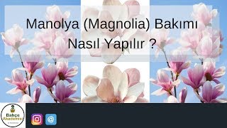 Manolya (Magnolia) Bakımı Nasıl Yapılır ?