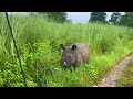 Animals In Chitwan National Park Rhino Pooping Wild Animal