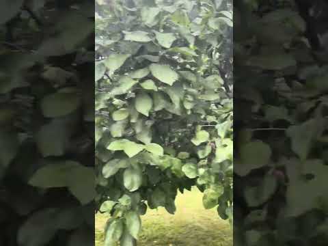 Home Garden Sweden #plum tree #pear tree and #apple trees