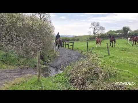 Jumping pony Goresbridge Wednesday - Image 2