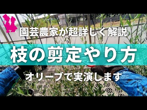 鉢植えのオリーブの木をいつ簡単に剪定するか：その理由と方法をすべて解説！  庭園