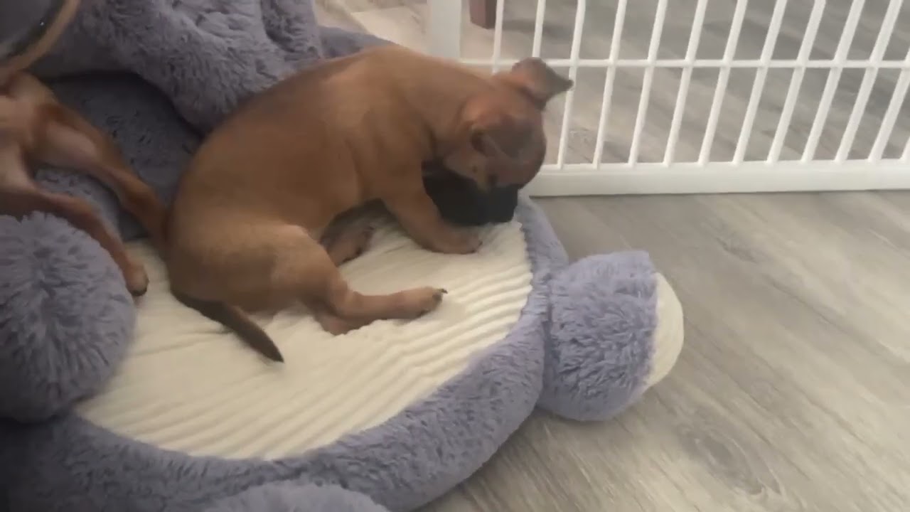 Kai (watch my video), a ADOPTABLE mixed breed in Ellicott City, MD video 6/6