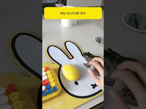 Đừng vội mua chuột mới! Xem hết video kẻo chọn nhầm loại không dùng được
