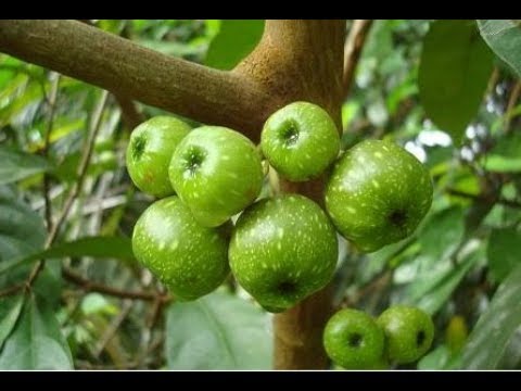 Efek pada potensi peptida Sebagai patogen kuda mempengaruhi orang