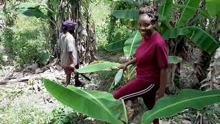 Lets  go with @StarGirl716 to East indian Mangos bush but