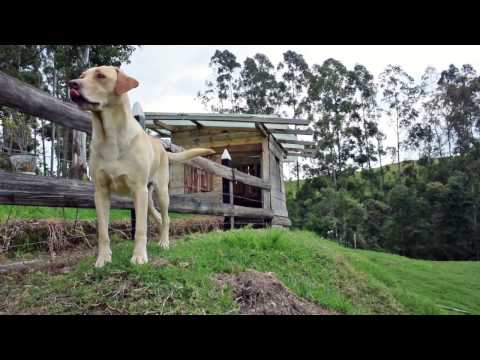 Hostel Las Camelias Film Salento Quindio