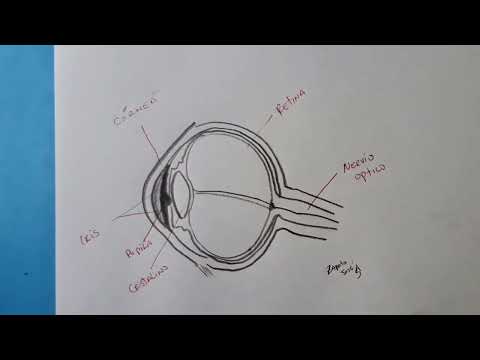 Como desenhar o olho e suas partes (Peças na descrição)