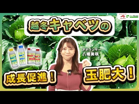 化学薬品を使わずに植物の成長を促進する、オレンジの皮から作られた天然肥料の 2 つのアイデア  庭園