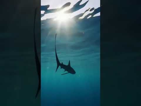 Witness the Incredible Thresher Shark Hunting with Its Enormous Tail! 🦈