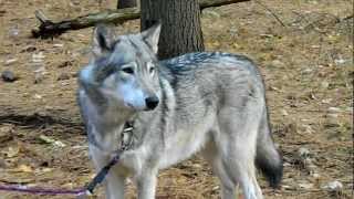 Cree the Timber Wolf howling