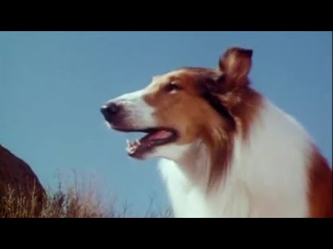 Lassie - The Miracle (1970) -  full TV movie