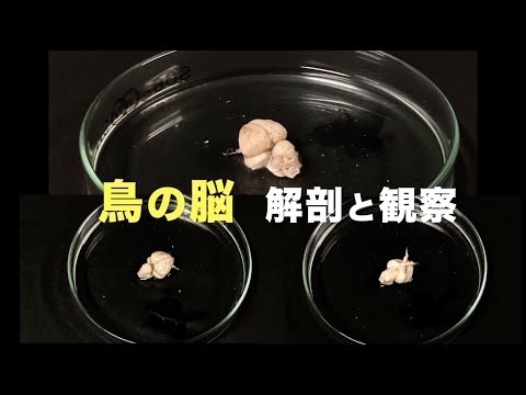 鳥の脳の秘密が明らかに