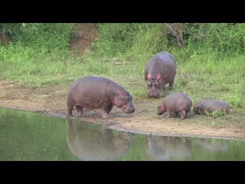 Hippo cows with calves out of the water - with the cows eating Elephant dung!