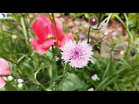 園芸 ヤグルマギク、ブルーバーベル