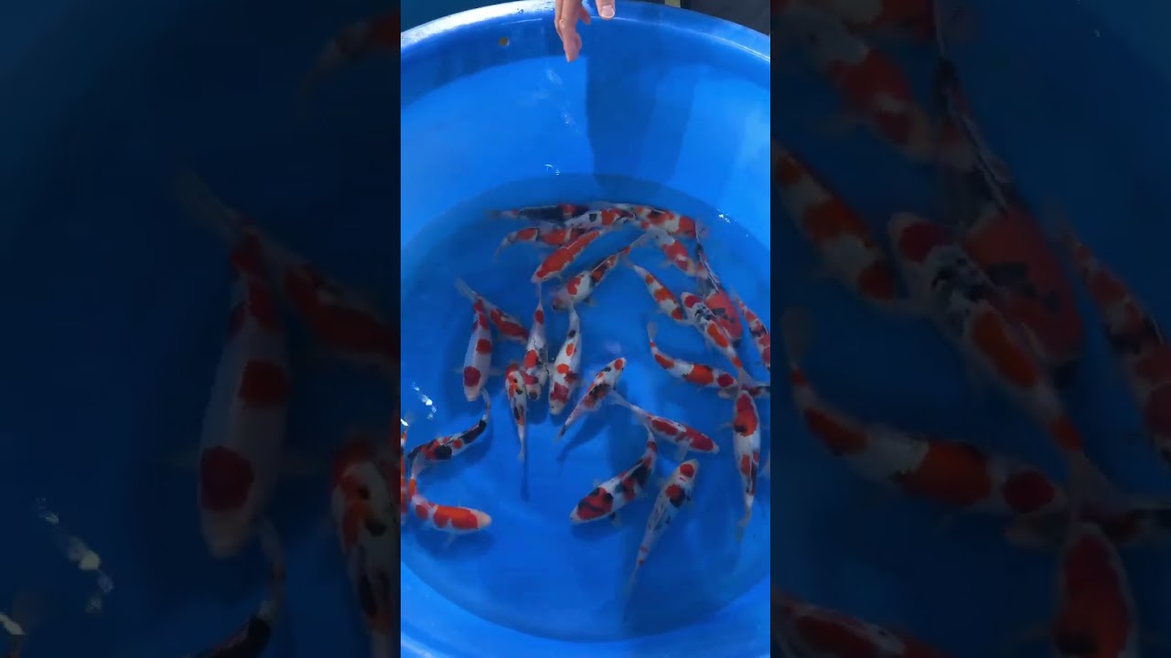 【遼河鯉庵】大日上物入荷！！明日から店頭販売します。