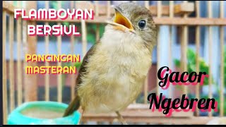 Download lagu SIULAN MERDU FLAMBOYAN BIRAHI BUAT PANDANGAN OBYOKAN BIAR GACOR DAN NYULING mp3