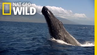 Watch the First 2 Minutes of Symphony For Our World | Symphony for Our World by Nat Geo WILD