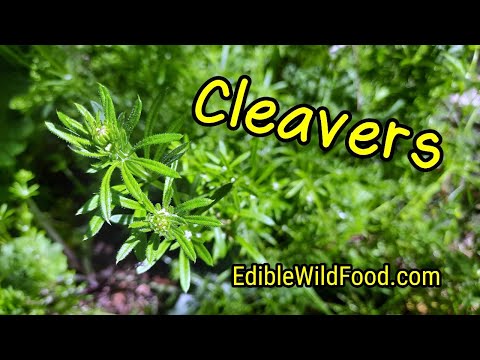 Mehwer kashmir india organic cleavers herb