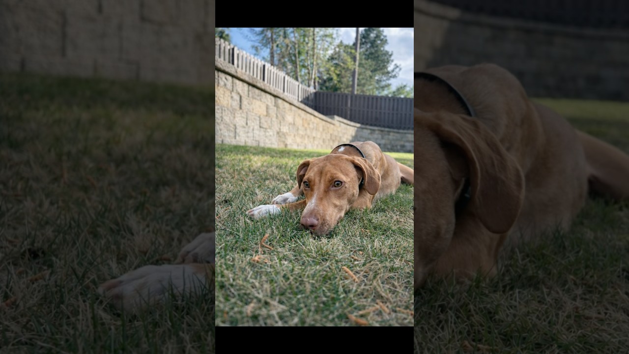 Enlarge TOFFEE, a Adoptable mixed breed in Evans, GA video 6/6