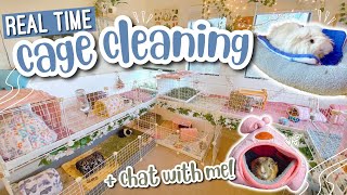 Real Time Guinea Pig Cage Cleaning + Chat with Me! 🧼💗
