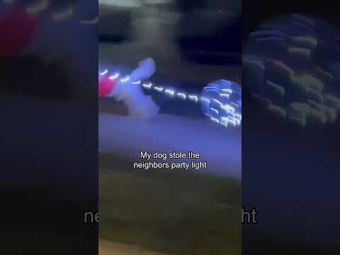 Mon chien s'est enfui avec les lumières de la fête de mon voisin