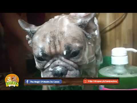 PAPANO MAGPALIGO NG ASONG BUNTIS