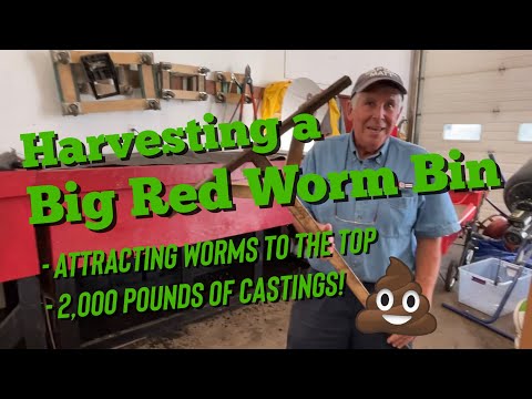Harvesting a Big Red Worm Bin
