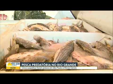 Cinco pessoas são presas em operação contra pesca predatória no Rio Grande, entre MG e SP