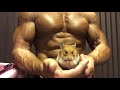 ムキムキにくつろぐゴールデンハムスター