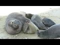 Male Elephant Seal Trying To Mate With Female And A Pup Almost Getting Squished
