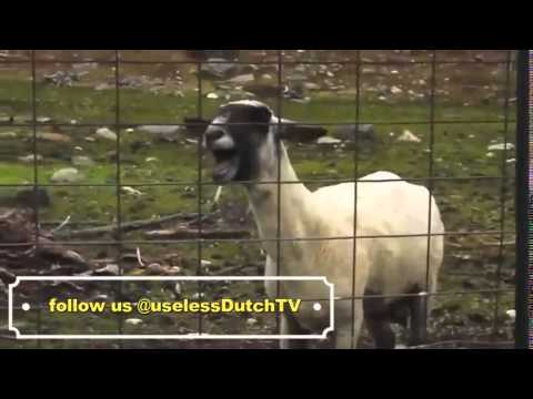 Geit0FM stops Laura Ponticorvo