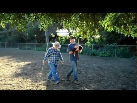 Cutest Aussie Puppy Herding
