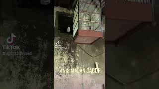 Download lagu Anis Macan Gacor full isian cocok buat pancingan anis macan buka paruh mp3