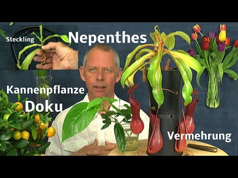 Die Kannenpflanze von der Pflanze über einen Steckling zur Pflanze Doku