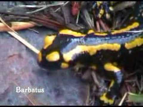 Salamandra ( Salamandra salamandra ) Fire salamander