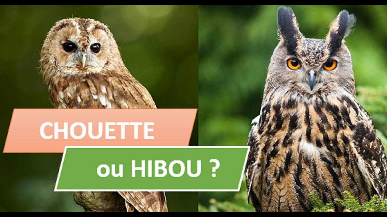 CHOUETTES OU HIBOUX : LES DIFFERENCES