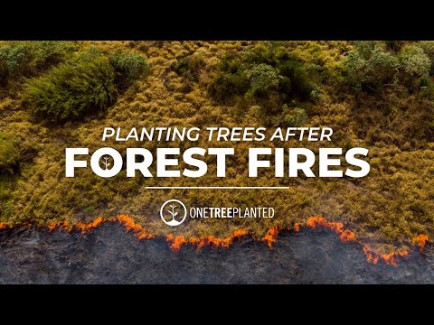 Planting Trees after Forest Fires | One Tree Planted