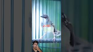 Download lagu Suara Ciblek Jantan Bernyanyi Keras dan Jernih #birds #kicaumania #birdsong #ciblek #fypシ mp3