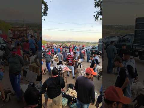 FEIRA DE ANIMAIS DE CARIATÁ ITABAIANA-PB #shorts